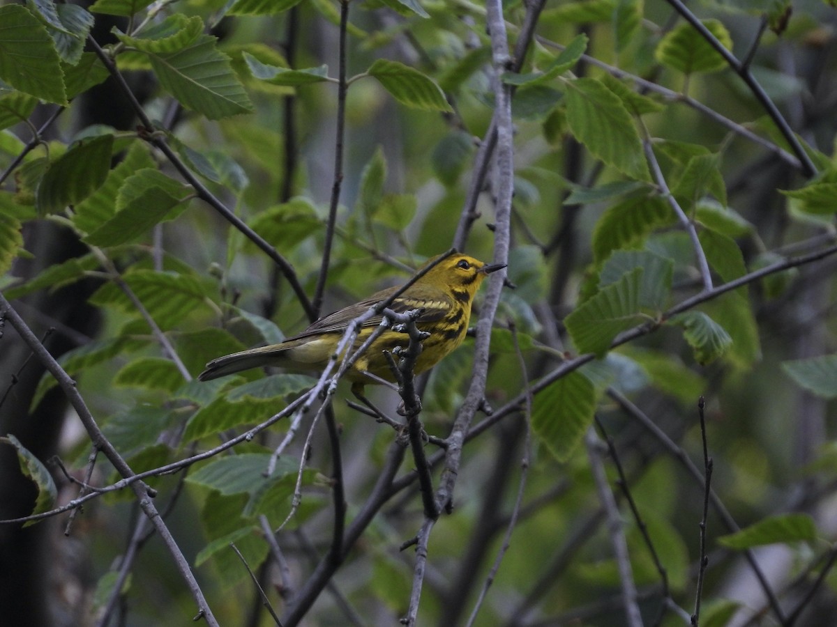 Prairie Warbler - ML638001439