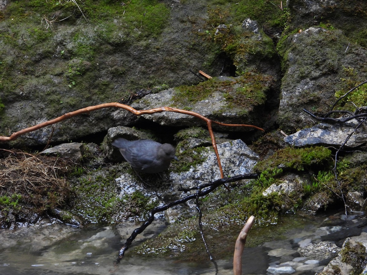 American Dipper - ML638001440