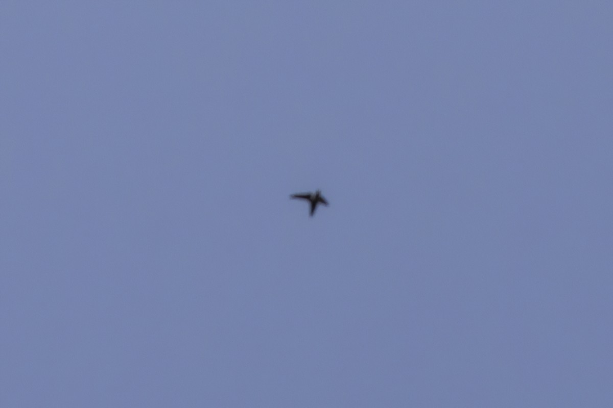 Vaux's Swift - ML638001459