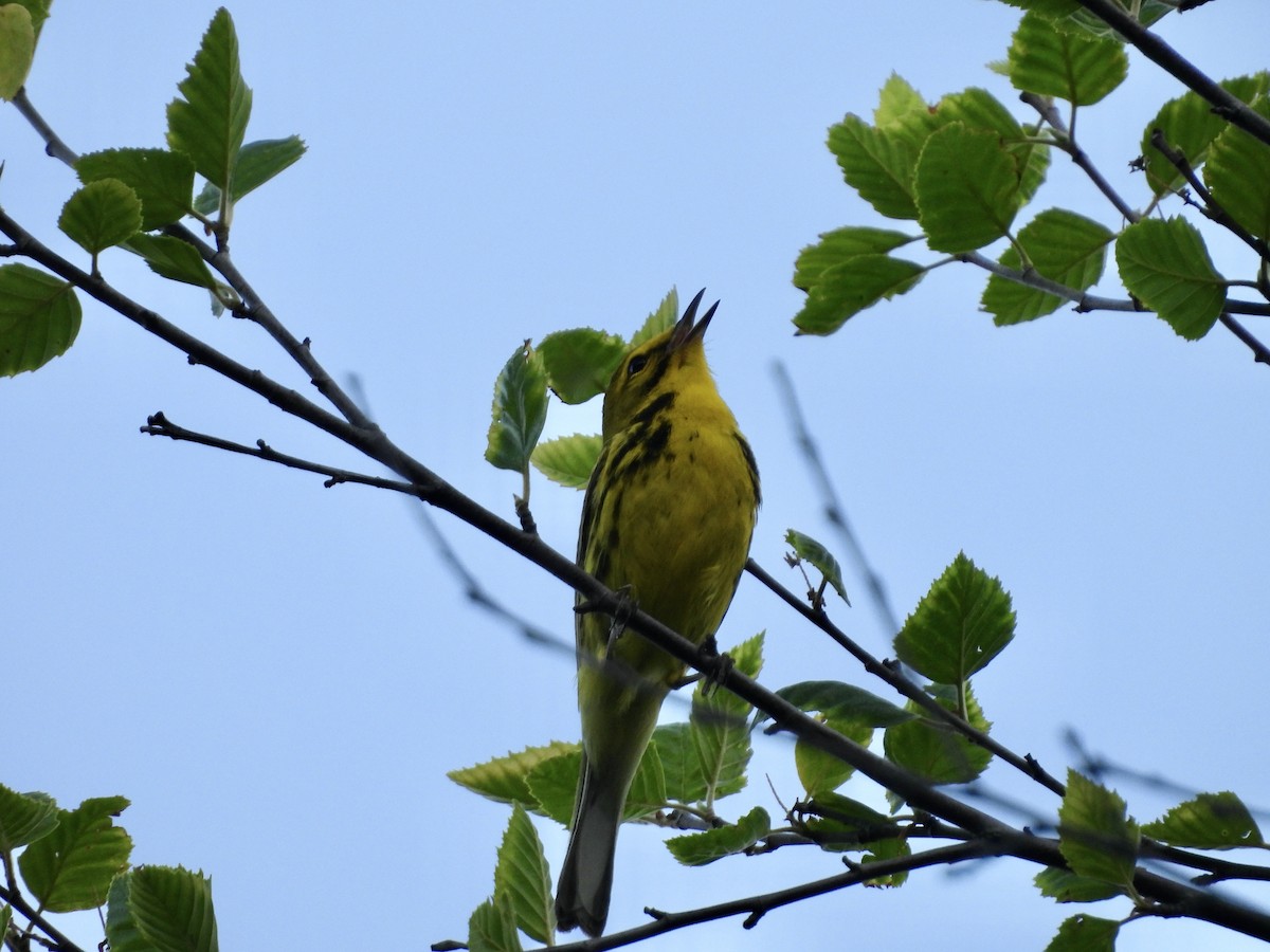 Prairie Warbler - ML638001462