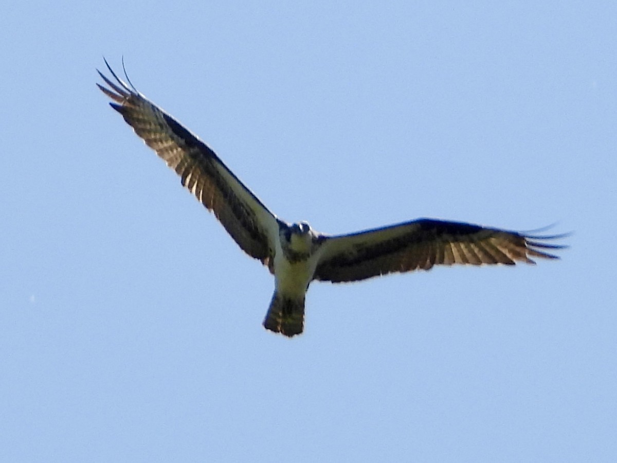 Osprey - ML638001471