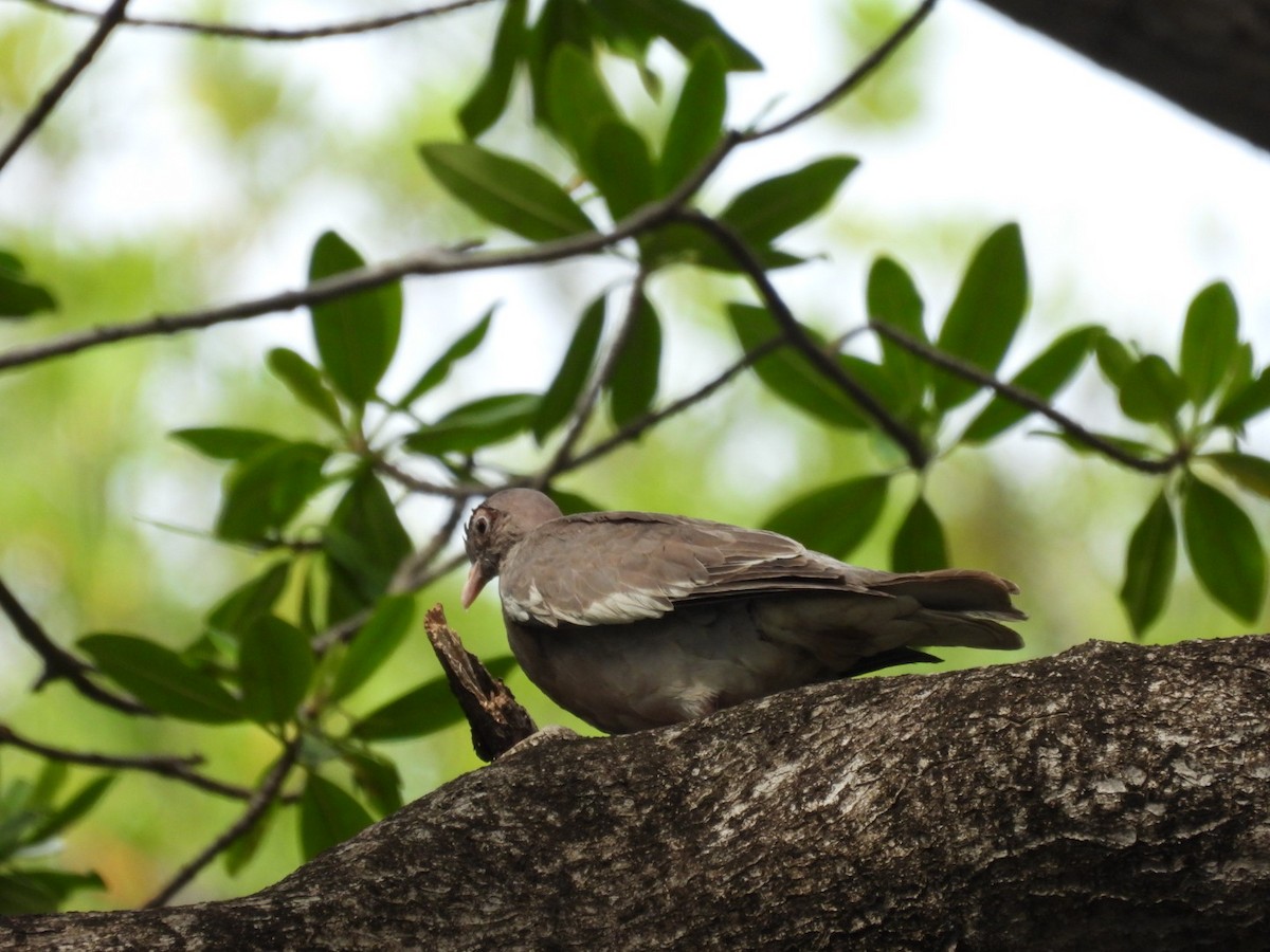 Bare-eyed Pigeon - ML638001480