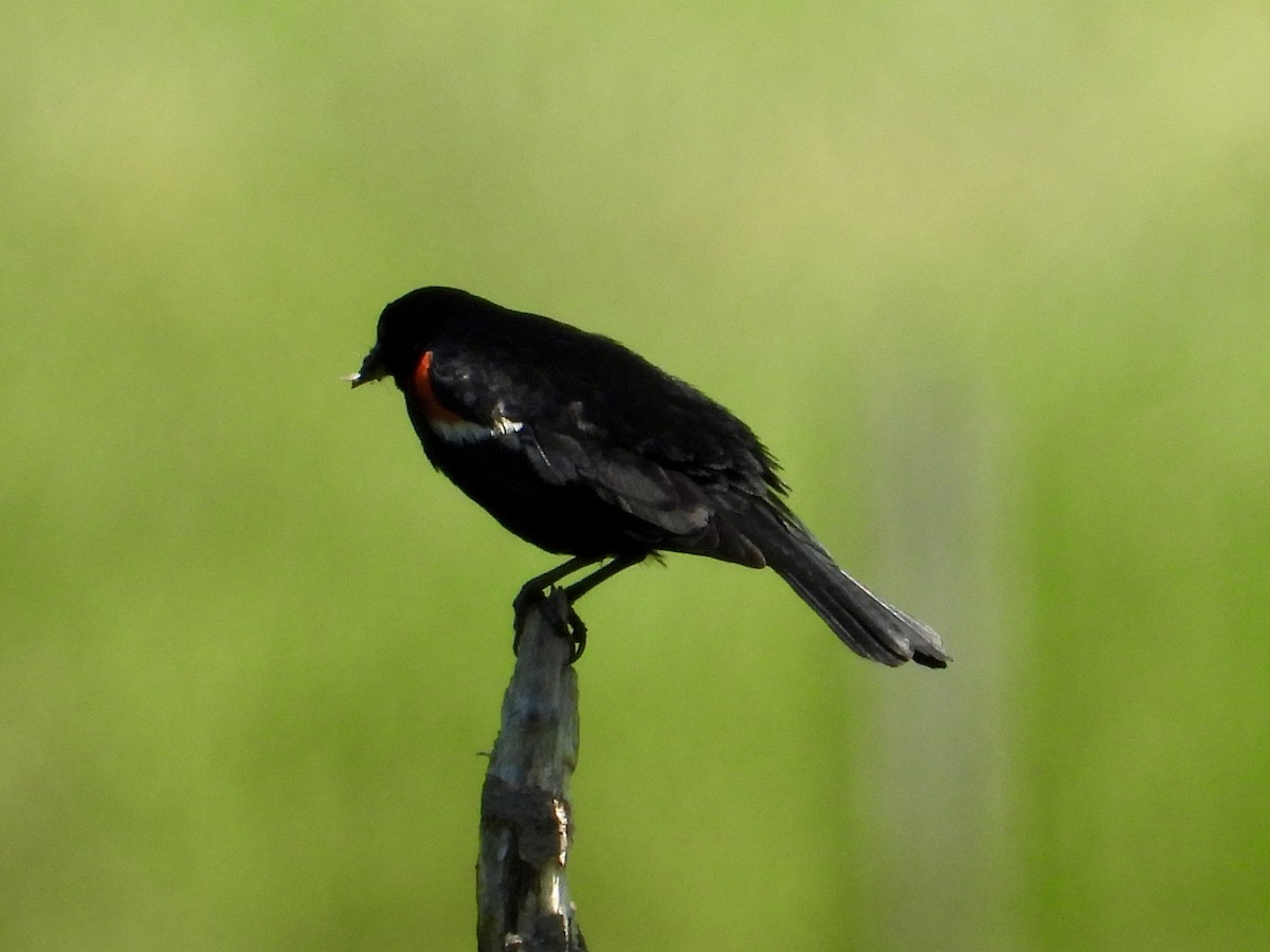 Red-winged Blackbird - ML638001481
