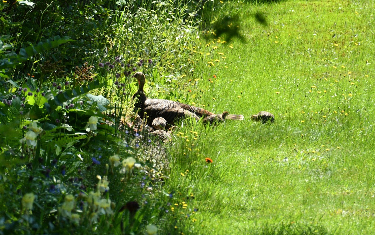 Wild Turkey - ML638001493