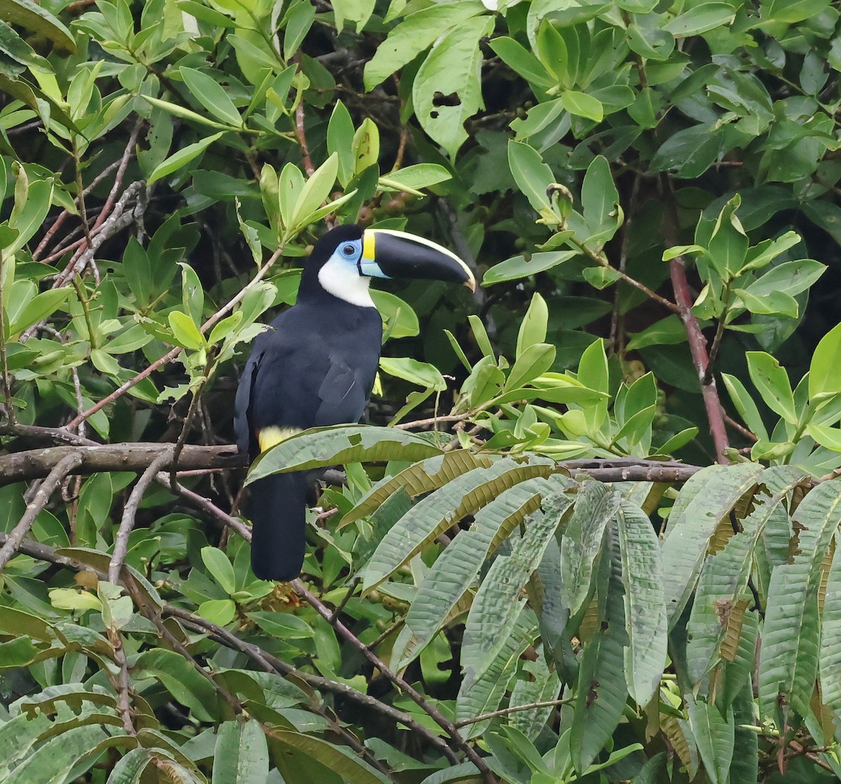 Channel-billed Toucan (Yellow-ridged) - ML638001497
