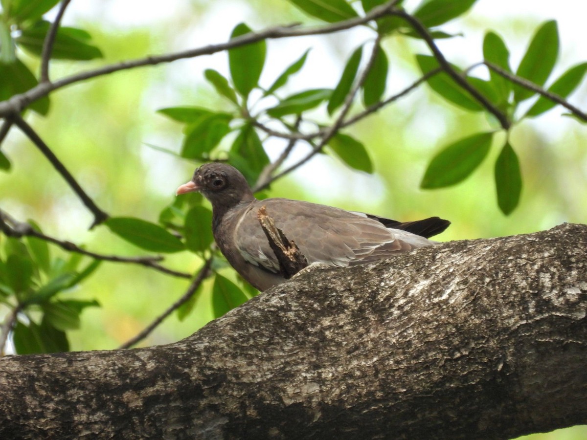 Bare-eyed Pigeon - ML638001508