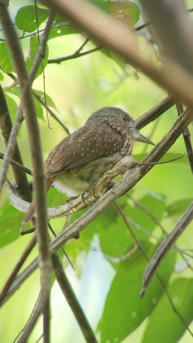White-whiskered Puffbird - ML638001522