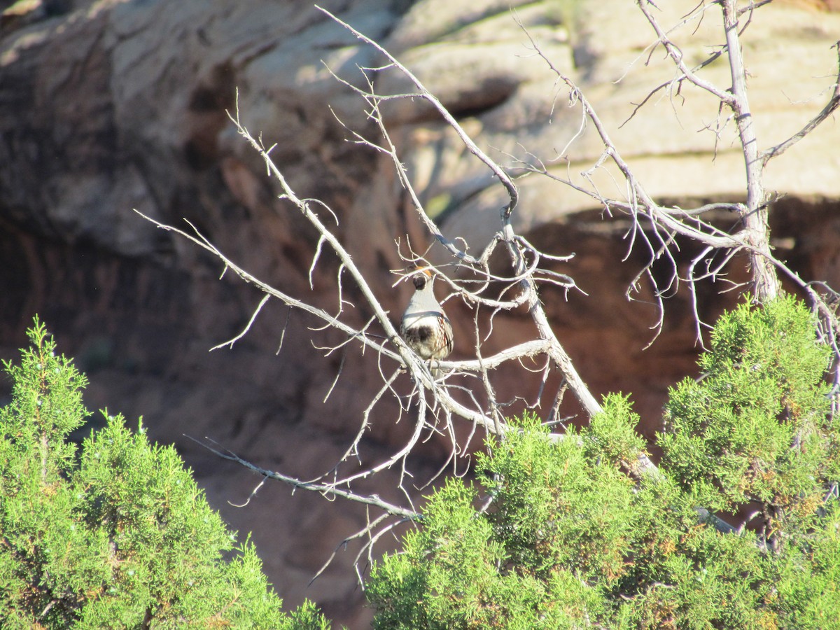 Gambel's Quail - ML638001588