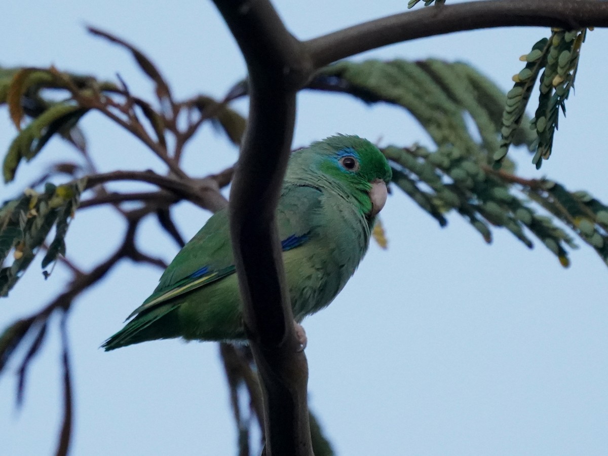 Spectacled Parrotlet - ML638001608