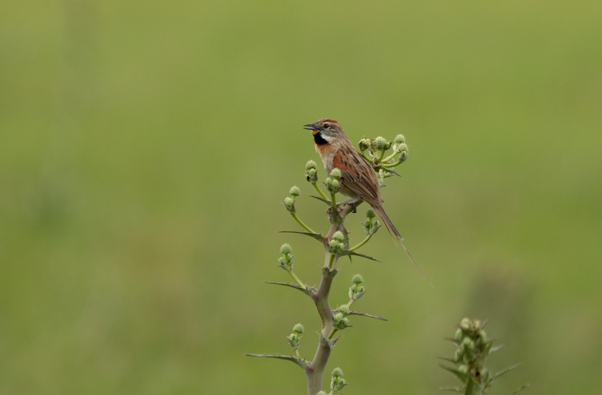 Chotoy Spinetail - ML638001628