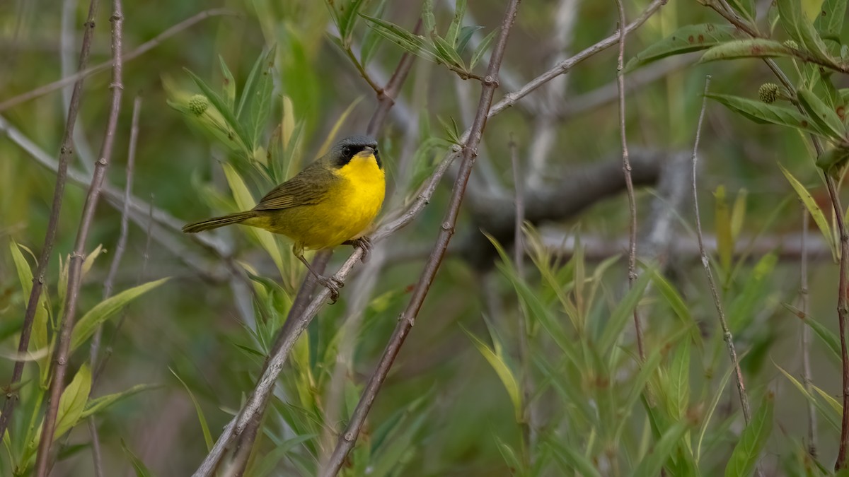 Southern Yellowthroat - ML638001675
