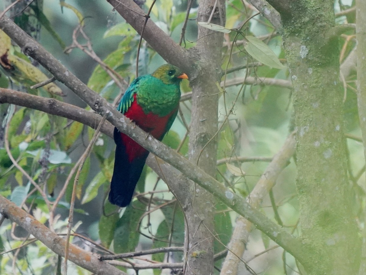Golden-headed Quetzal - ML638001679