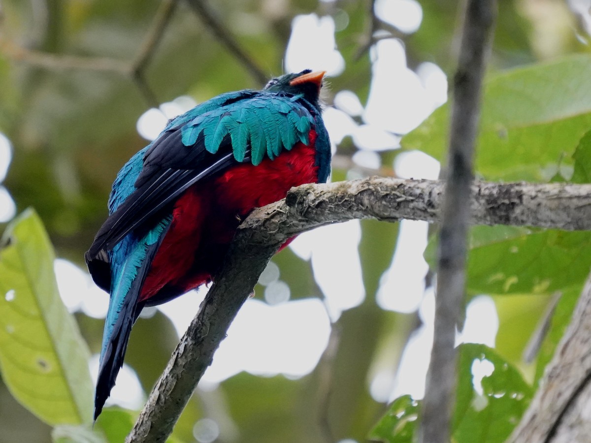 Golden-headed Quetzal - ML638001681