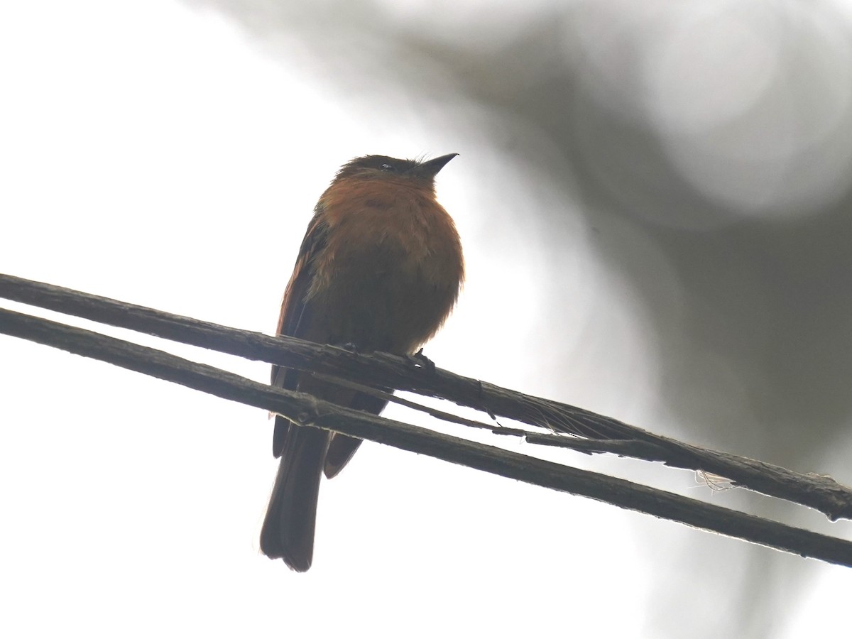 Cinnamon Flycatcher - ML638001698