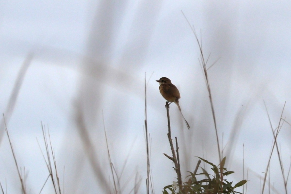Strange-tailed Tyrant - ML638001767