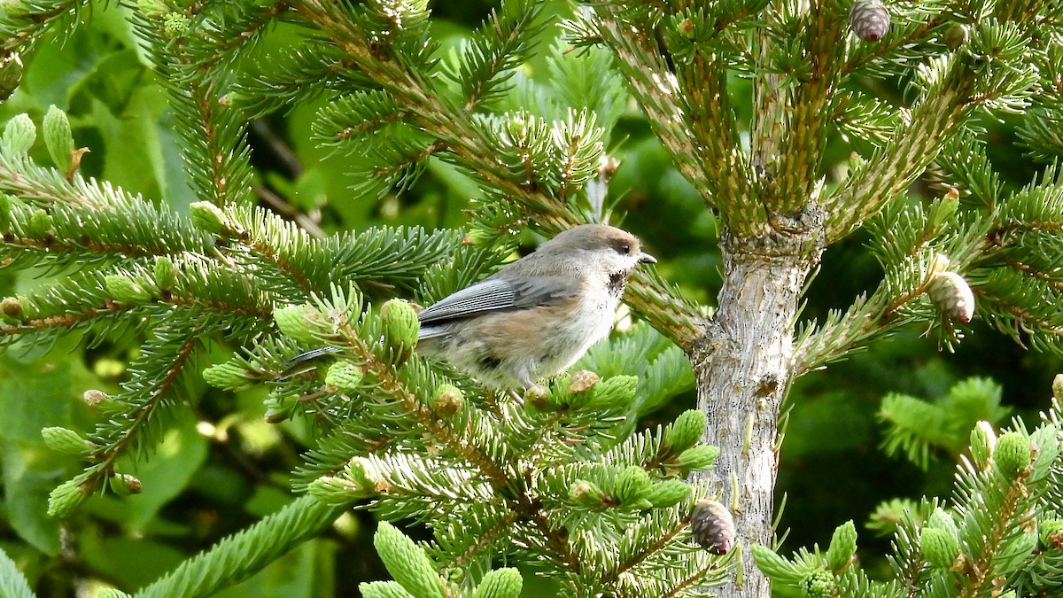 Boreal Chickadee - ML638001809