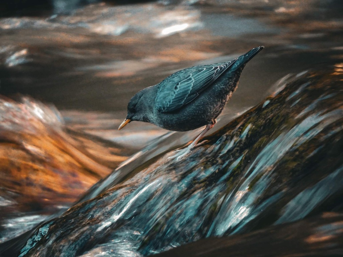 American Dipper - ML638001848