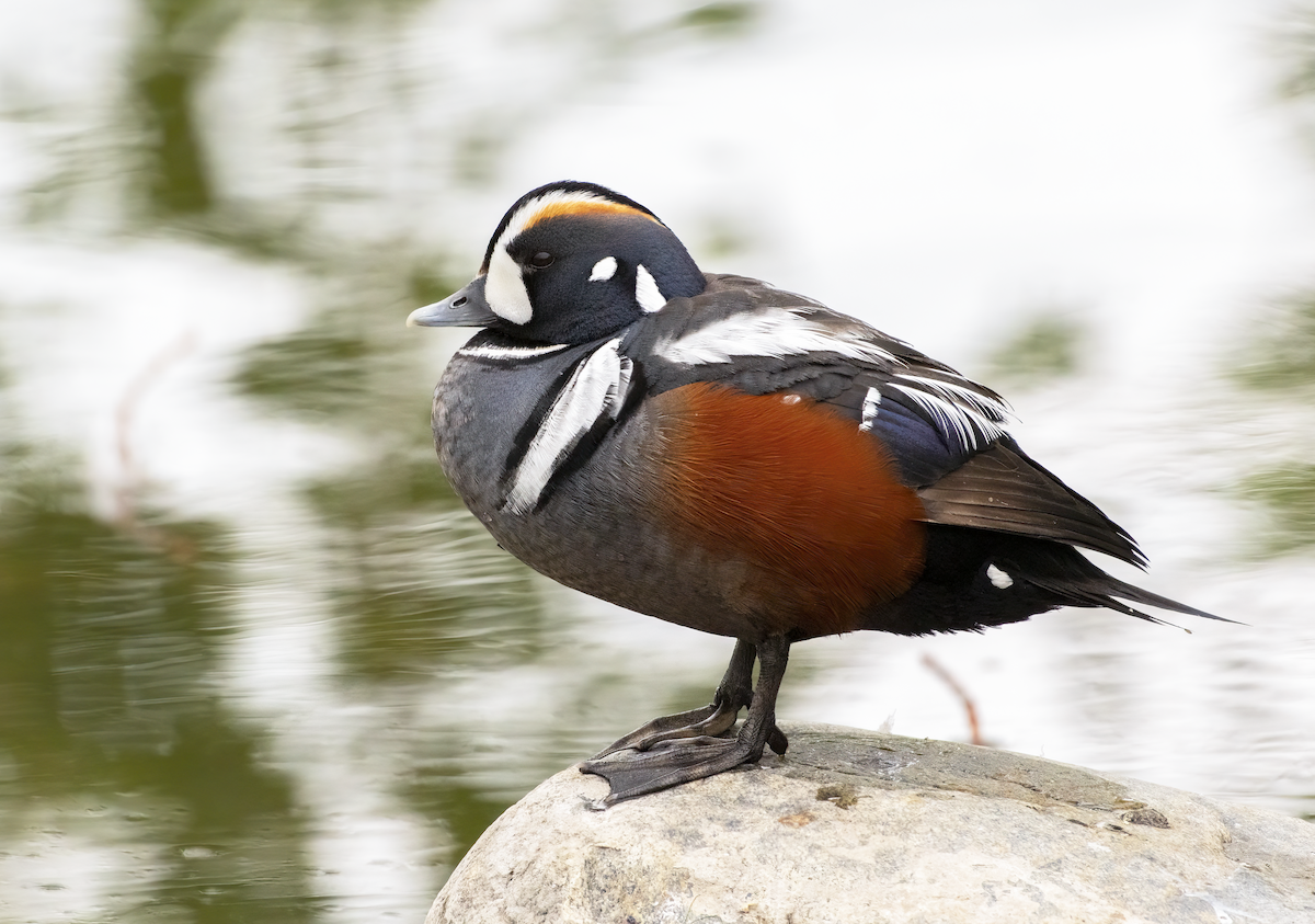Harlequin Duck - ML638001867