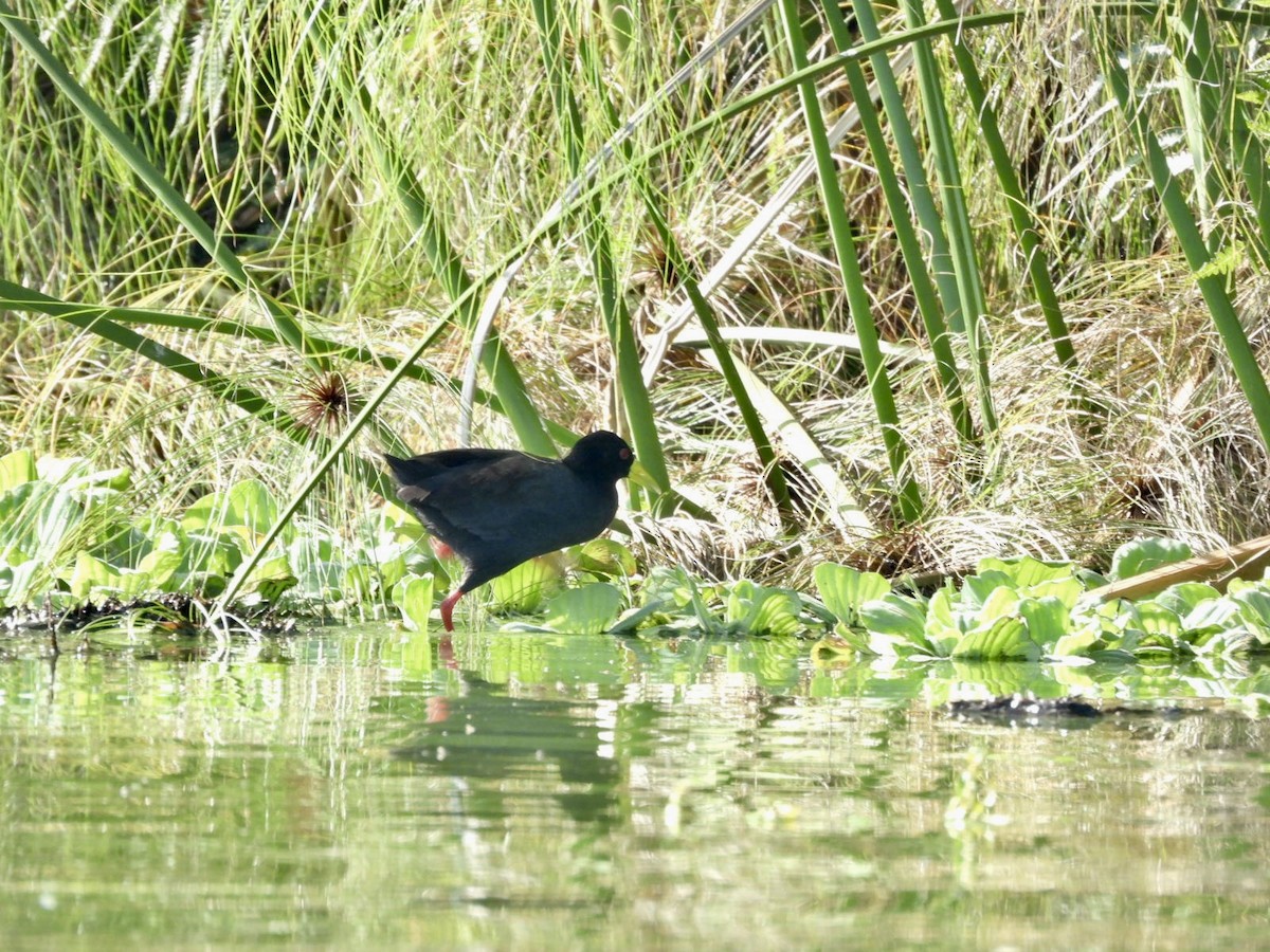 Black Crake - ML638001870