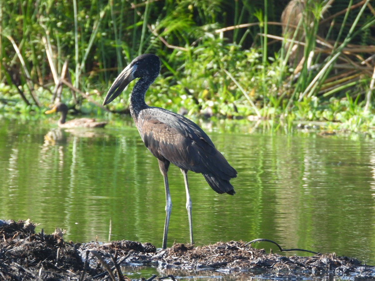 African Openbill - ML638001891