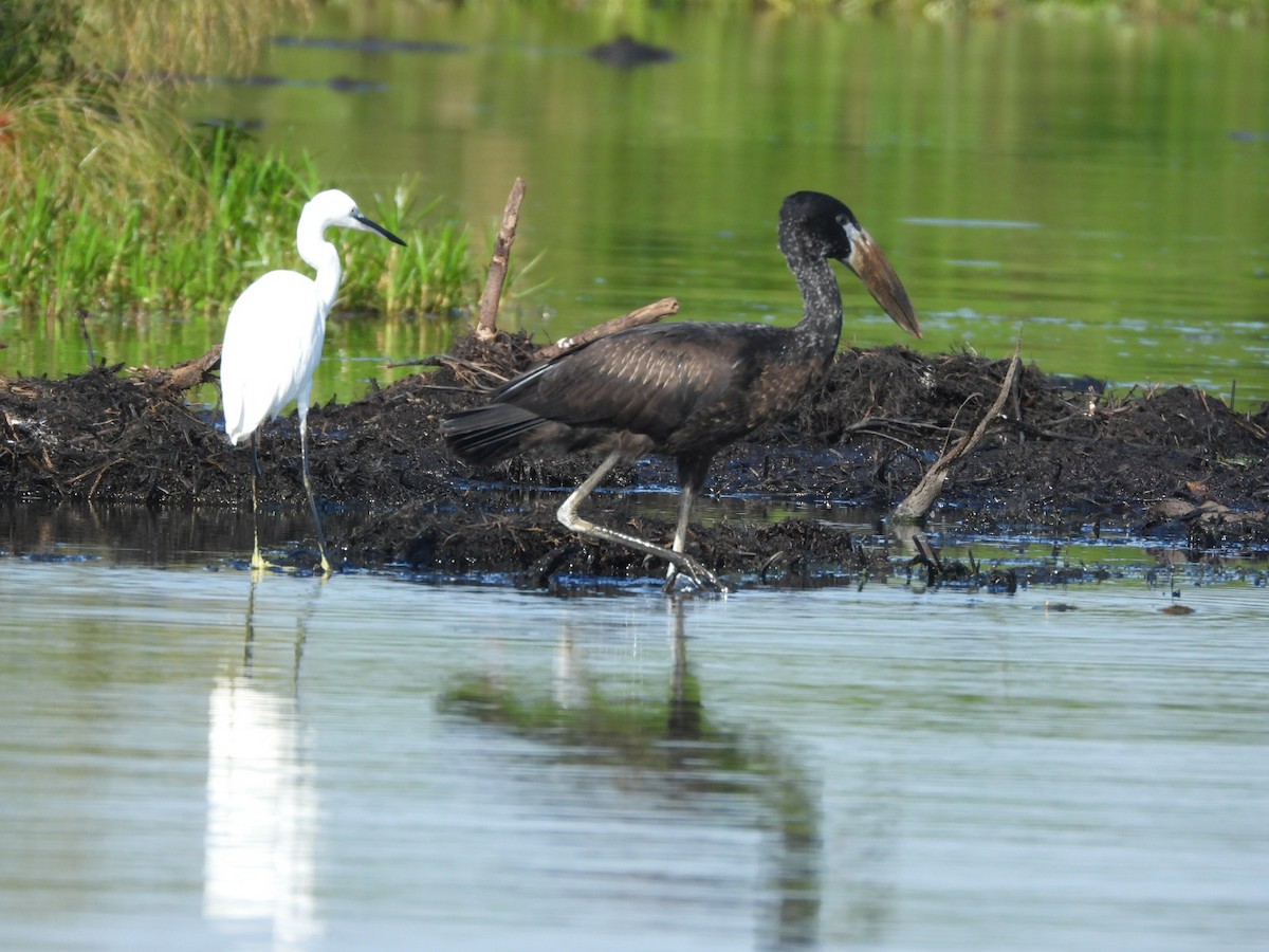 African Openbill - ML638001892