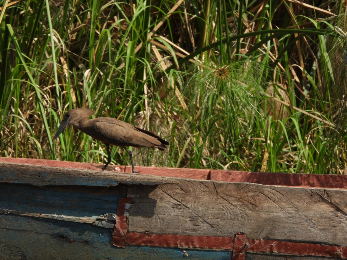 Hamerkop - ML638001982