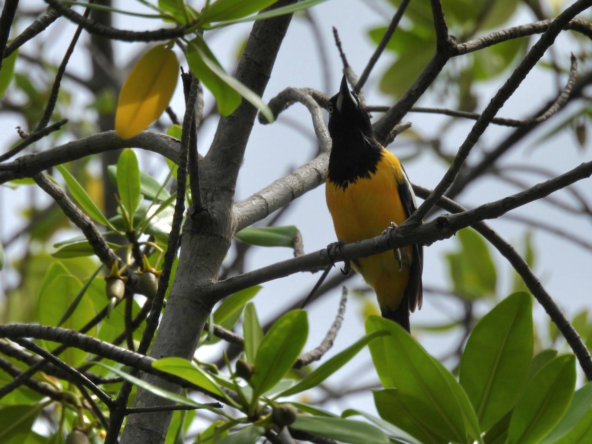 Venezuelan Troupial - ML638002004