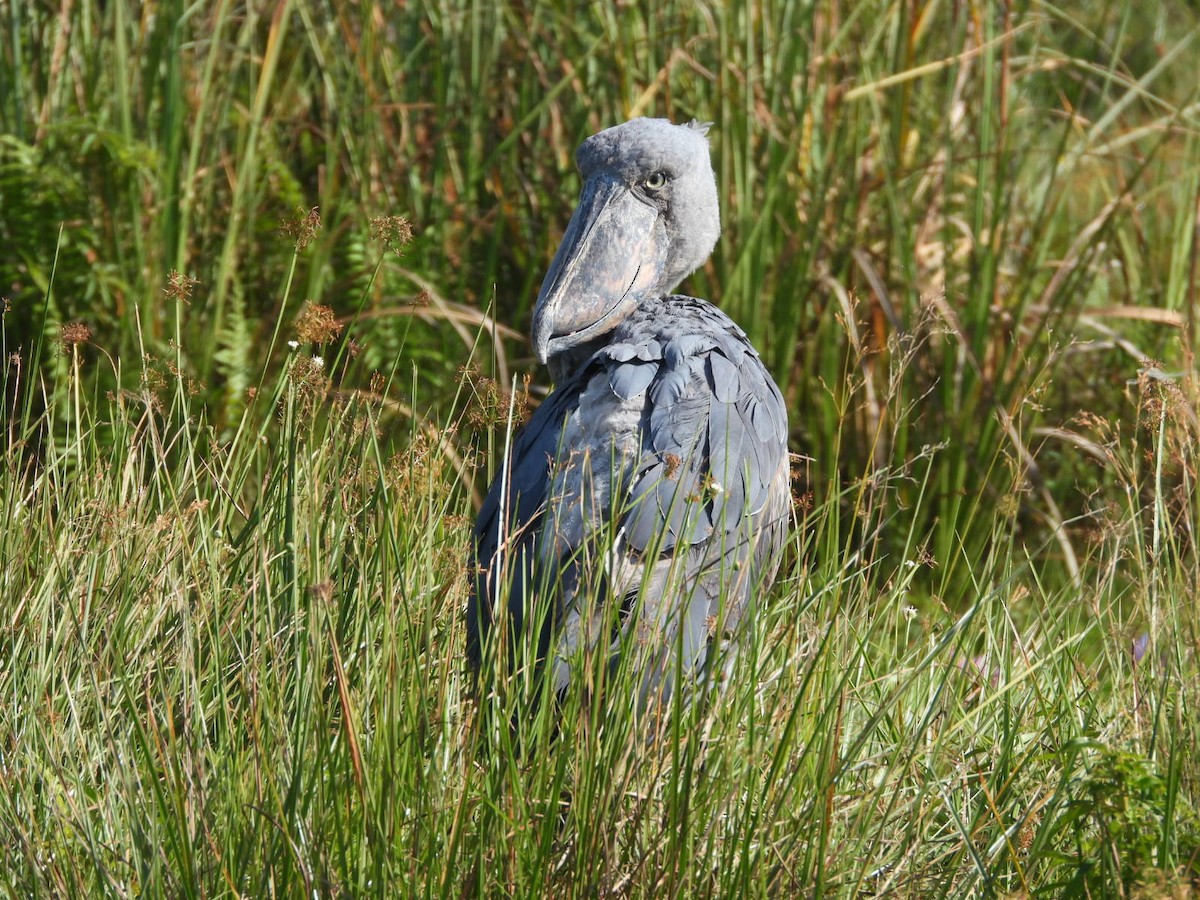 Shoebill - ML638002005