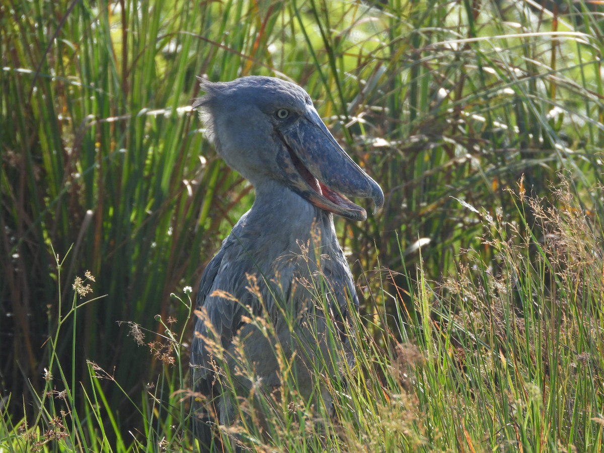 Shoebill - ML638002006