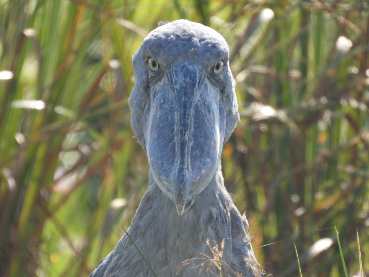 Shoebill - ML638002008