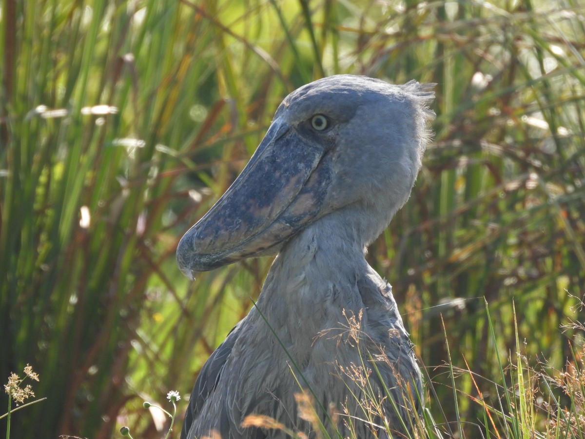 Shoebill - ML638002009