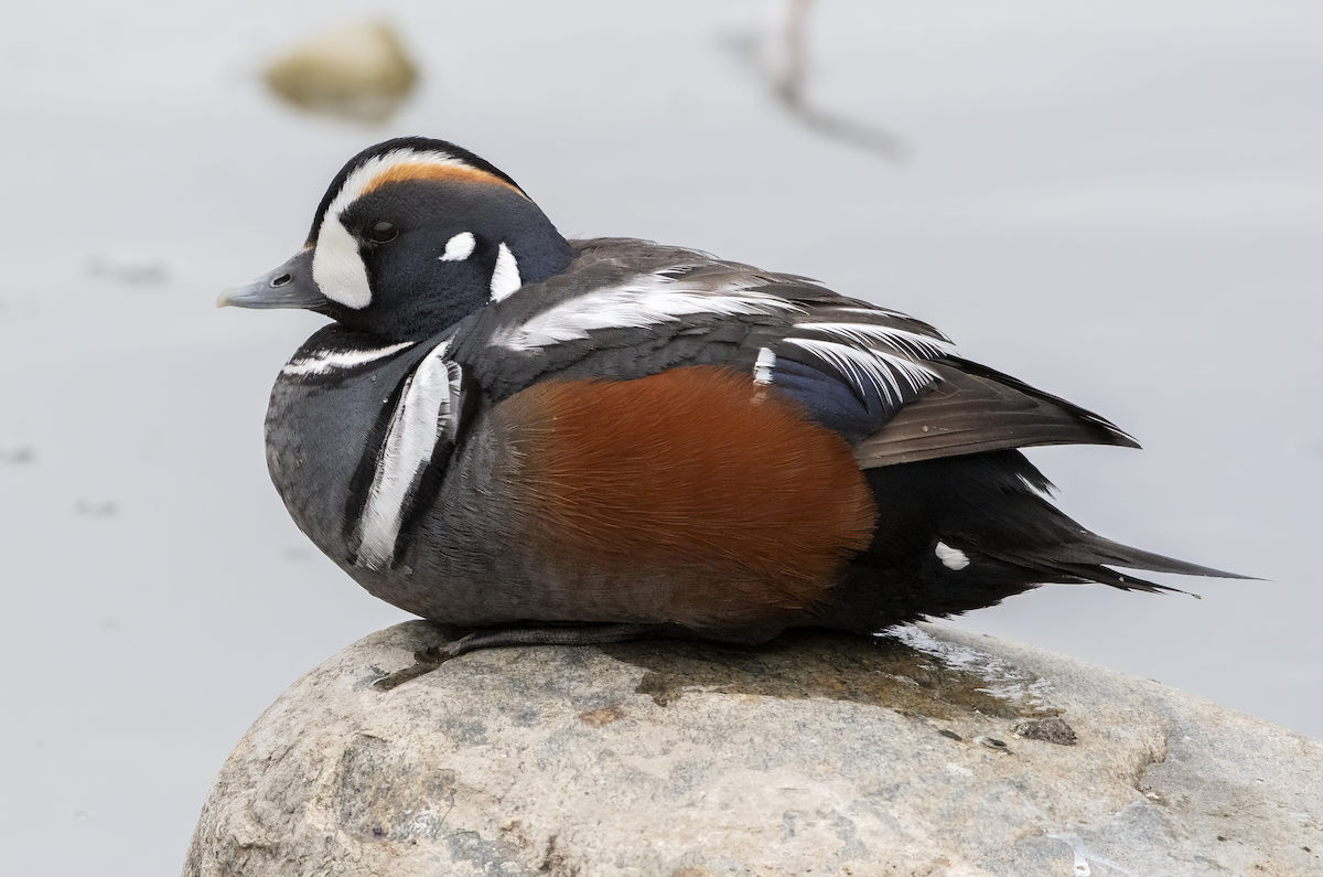 Harlequin Duck - ML638002034