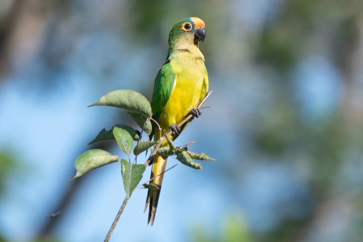 Peach-fronted Parakeet - ML638002051