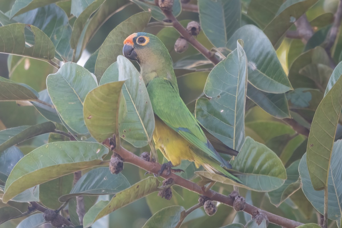 Peach-fronted Parakeet - ML638002053
