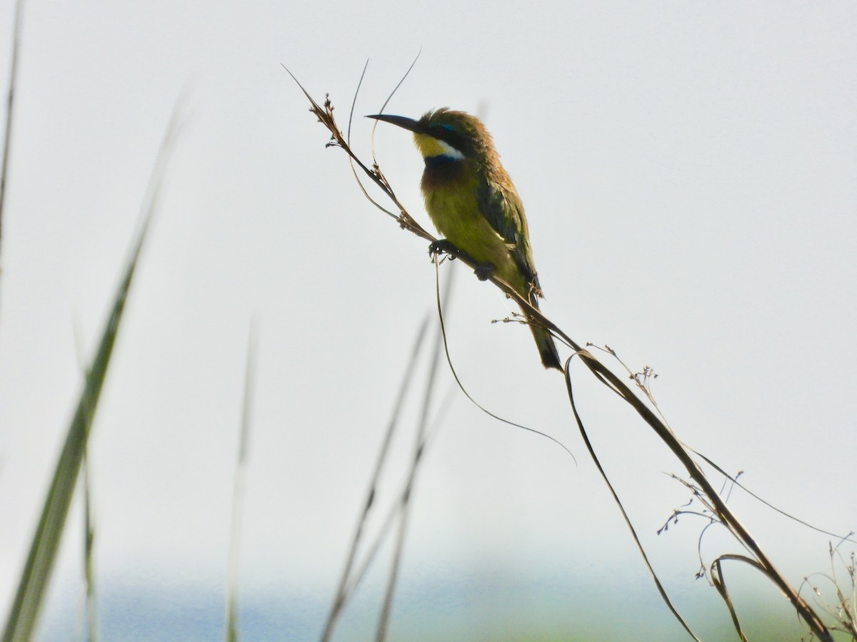 Blue-breasted Bee-eater - ML638002059