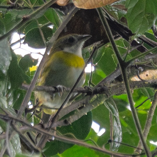 Ashy-throated Chlorospingus - ML638002071
