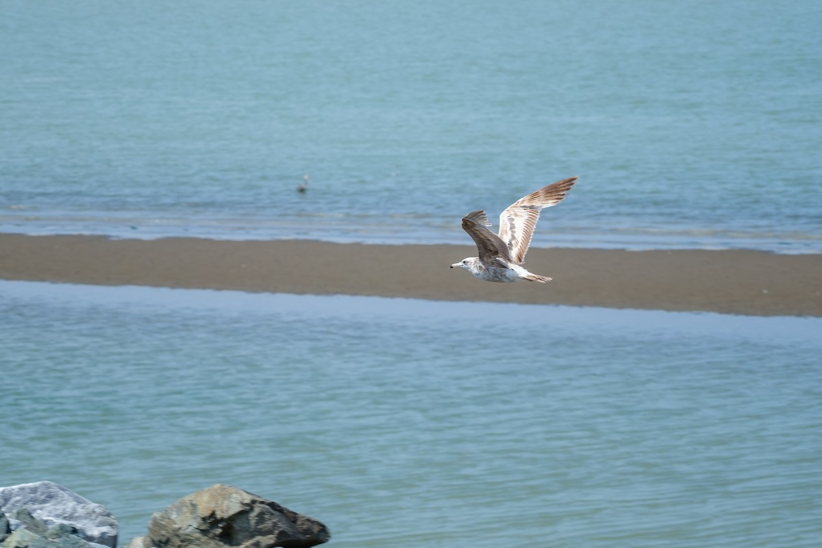 Gaviota de Delaware - ML638002079