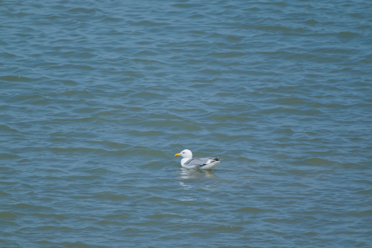 Gaviota de Bering - ML638002088