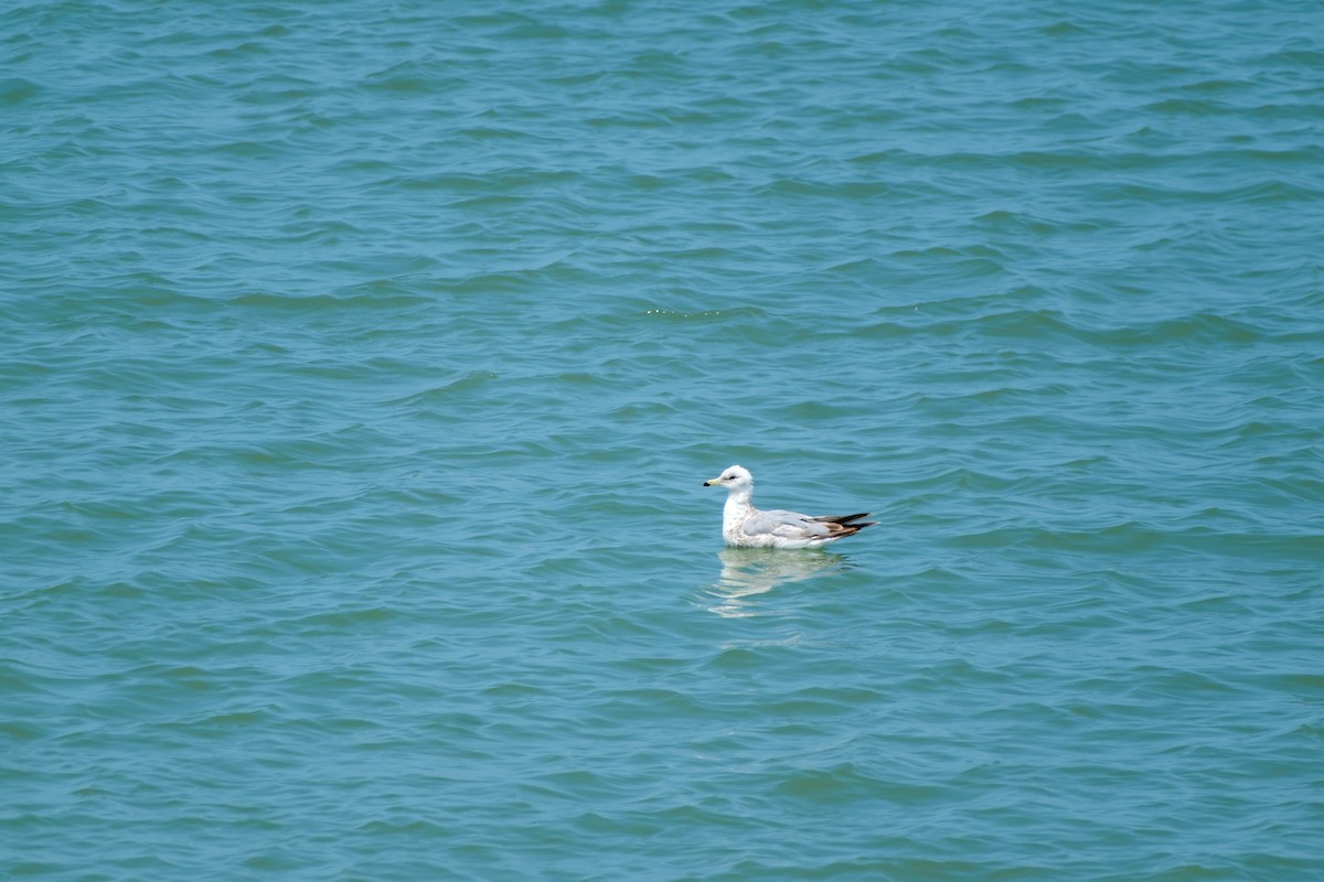 Gaviota de Delaware - ML638002095