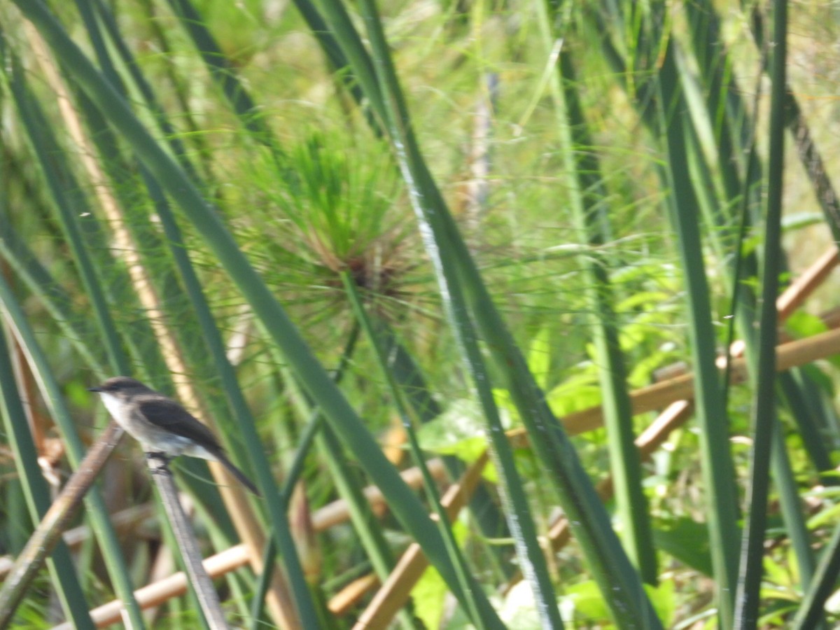 Swamp Flycatcher - ML638002098