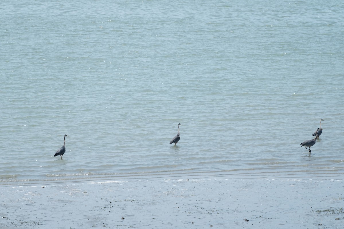 Garza Azulada - ML638002112