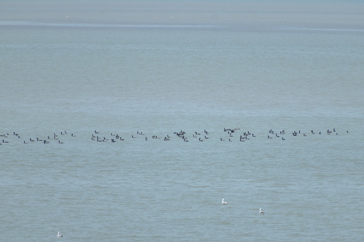 Cormorán Orejudo - ML638002119