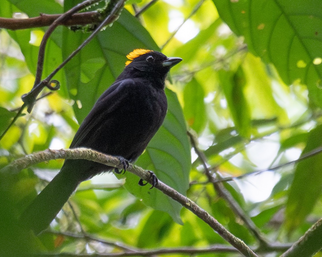 Tawny-crested Tanager - ML638002129