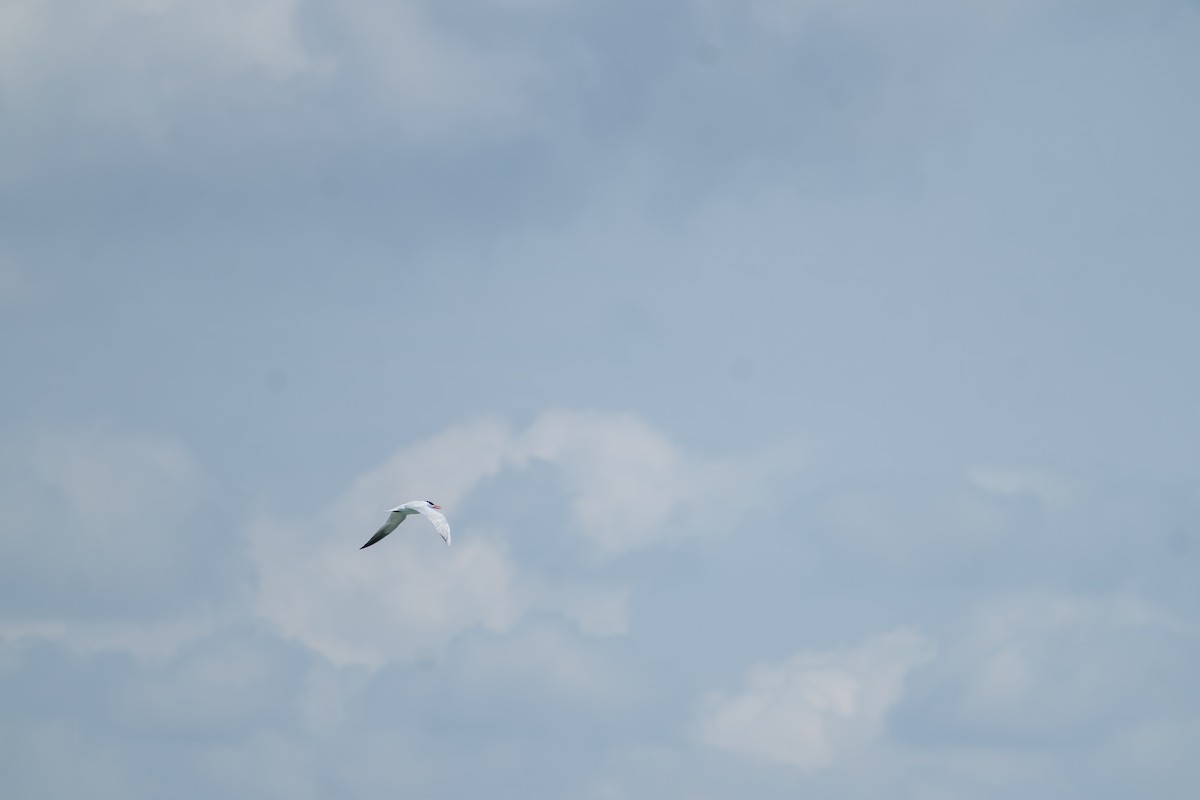 Pagaza Piquirroja - ML638002137