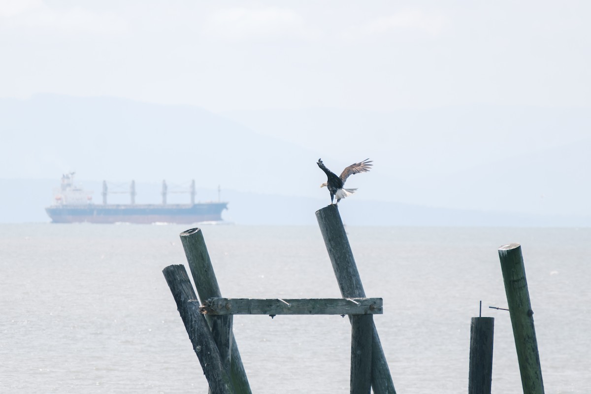 Pigargo Americano - ML638002150