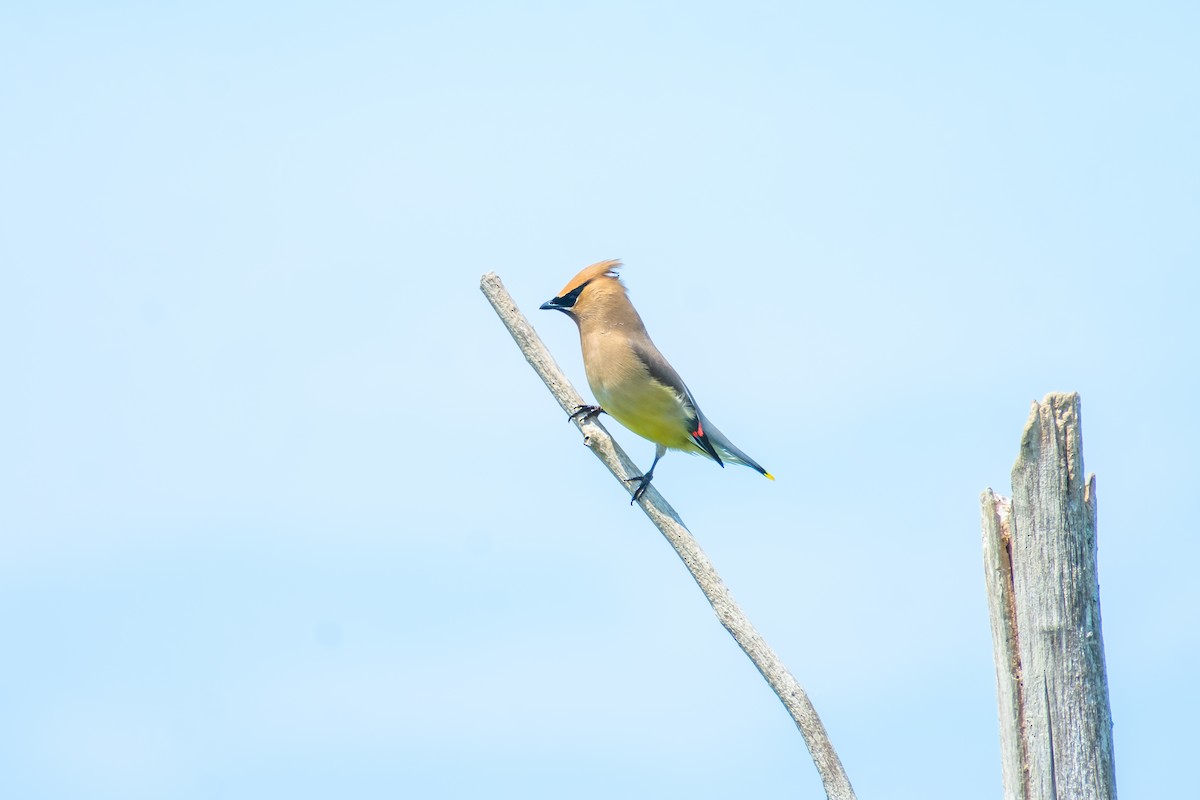 Ampelis Americano - ML638002178