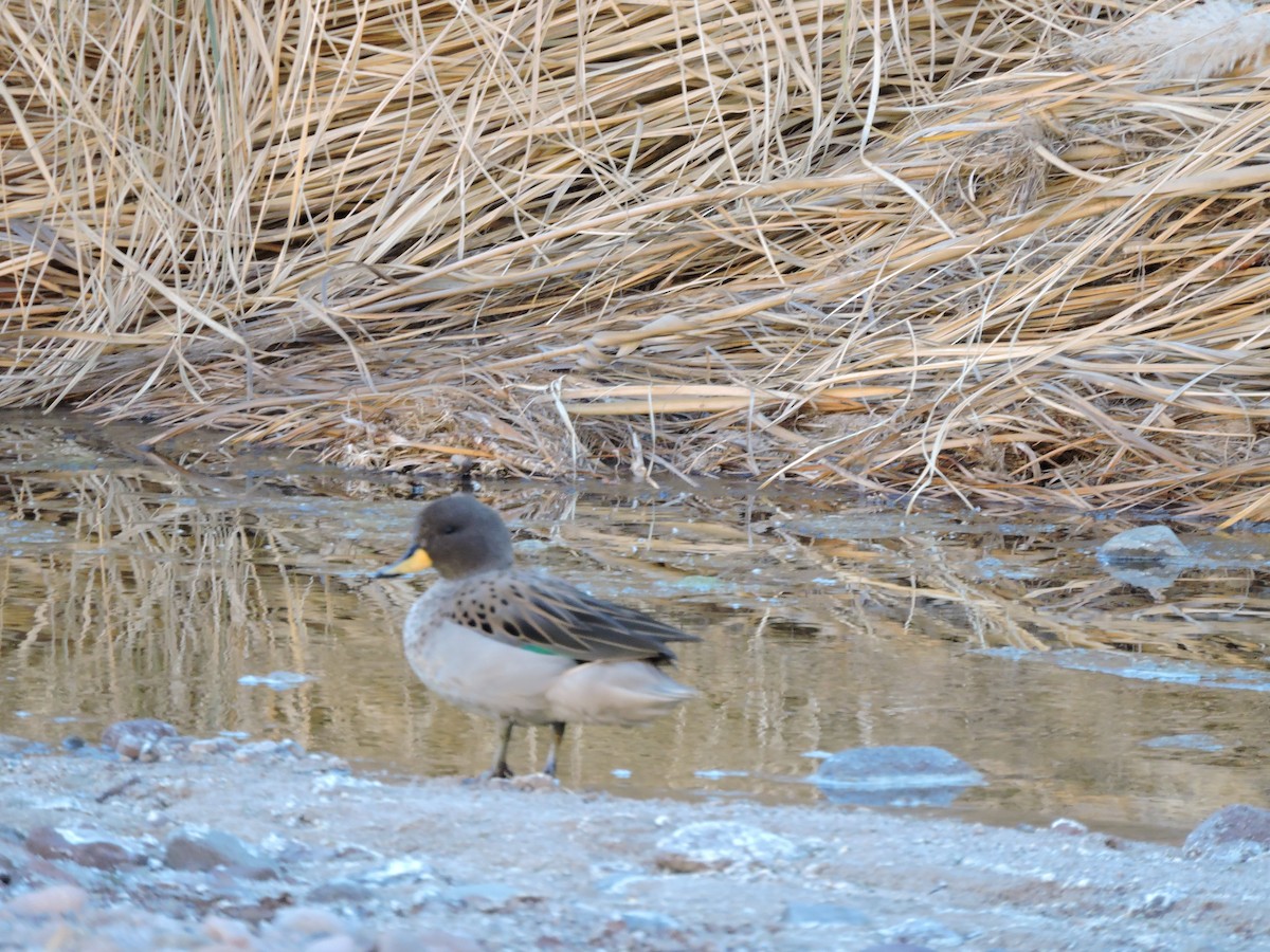 Yellow-billed Teal - ML638002184
