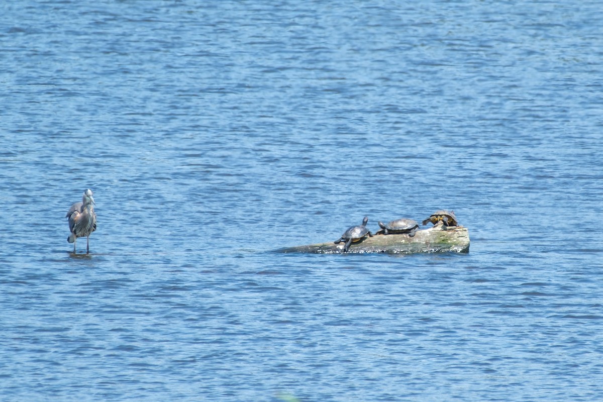 Garza Azulada - ML638002192