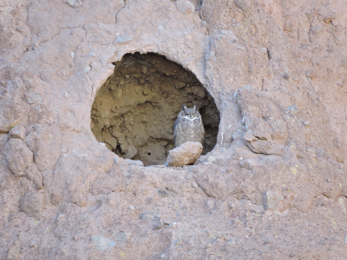 Lesser Horned Owl - ML638002193