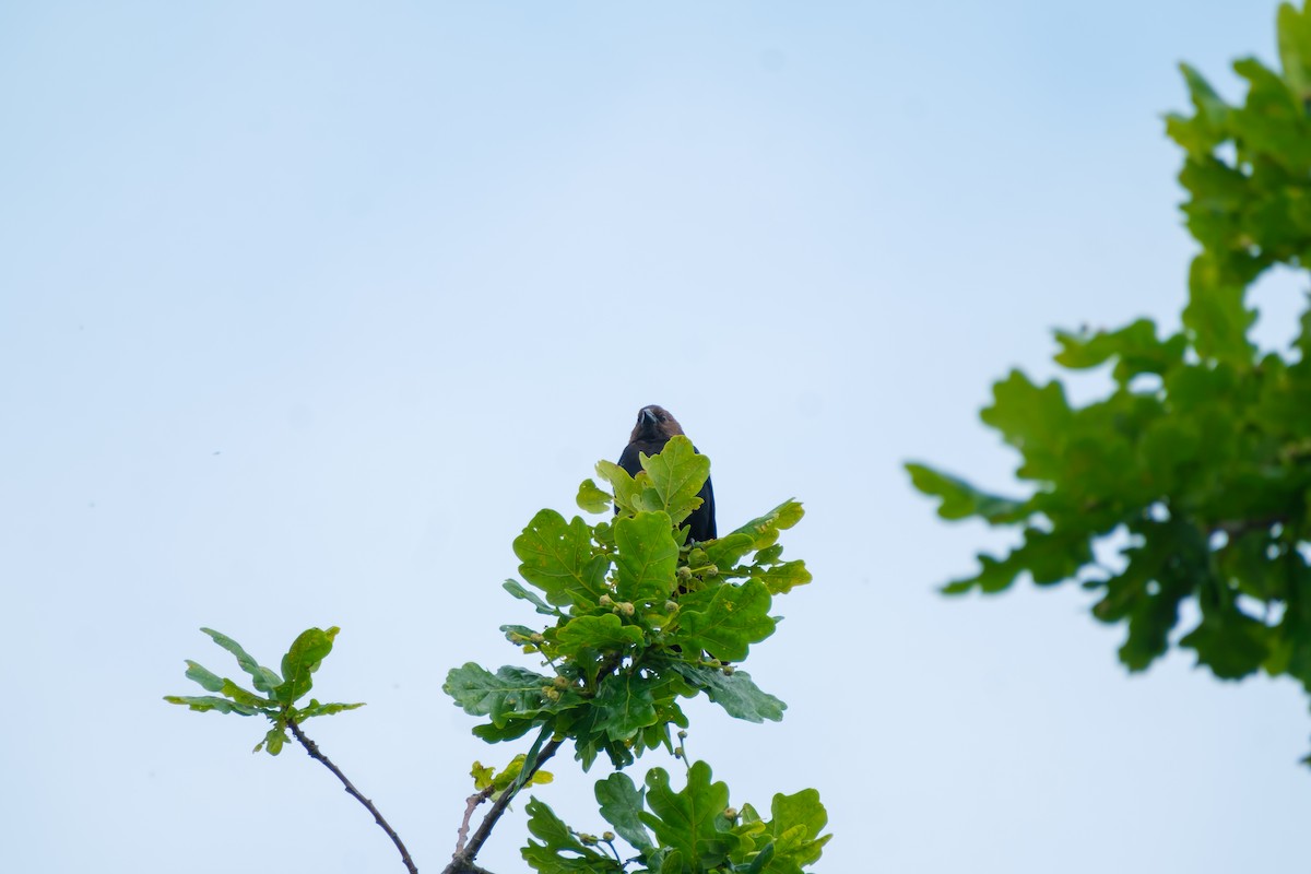 Tordo Cabecipardo - ML638002201